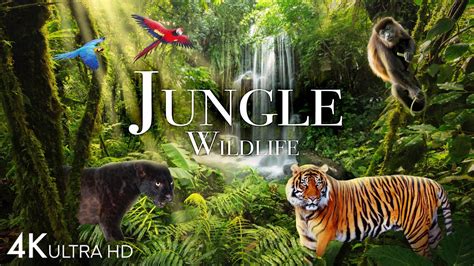 pornhub jungle|Wild Jungle Porn Videos .